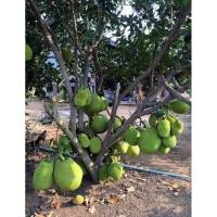 ราคา ต้นขนุนเพชรราชา กิ่งทาบ ขนาด 60-80 ชม. ต้นเตี้ย 2ปีติดผล (29454172916)