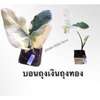ราคา ถุงเงินถุงทองด่างไม้ด่าง (8781558266)