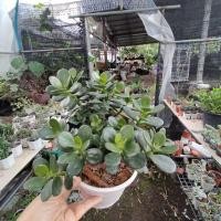 ราคา คลาสซูล่า ดูดเงิน ต้นไม้สวรรค์ (15790162216)