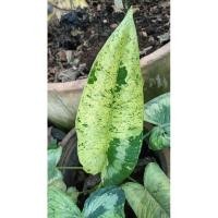 ราคา กวักพระพรหมด่างมิ้นท์ (22264190836)