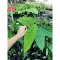 ราคา ต้นมะฮอกกานี1ต้นถุงดำขนาด20-40ซม.คละไซร์ (25684828172)