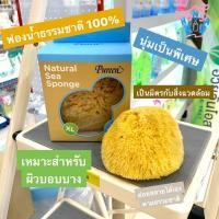 ราคา ไซร้ใหญ่สุด Pureen Natural Sea Sponge ฟองน้ำธรรมชาติ พร้อมส่ง**ถูกที่สุด ดีที่สุด ไซร้ใหญ่สุดของเพียวรีน*แพ็คเก็จใหม่ (7011150889)