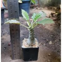 ราคา ต้นมะพร้าวทะเลทรายใบกลม​ (8471356312)