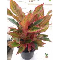 ราคา ต้นแสงเงินแสงทองไม้มงคล (10310592753)