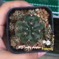 ราคา ยิมโนแม่ลูกดก/แคคตัสอัปเดต12.08.67 (6632462764)