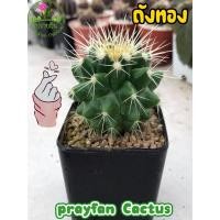 ราคา ต้นกระบองเพชร (Cuctus) : ถังทอง (8576470960)