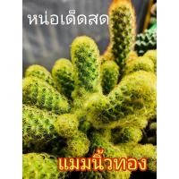 ราคา แมมนิ้วทอง แคคตัส หน่อเด็ดสด กระบองเพชร (8715207853)
