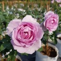 ราคา ชิโนบุเรโดะ กุหลาบสีม่วงสีพาสเทล หอม (3564129767)