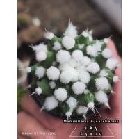 ราคา แมมปุยหิมะ(Mammillaria bucareliensis) (26059462164)