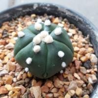 ราคา Cake Cactus Farm กระบองเพชร Astrophytum asteria 'Pentagona' 'Go-ryo' 'fukuryo' แอสโตร 5 พู มีพูแทรก (2559133167)