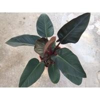 ราคา ต้น โคตรรวย หรือ ต้นเรดคองโก (9712252239)