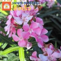 ราคา ต้น ยี่โถแคระ ดอกสีชมพู กระถาง 11 นิ้ว สูง 80 cm ดอกมีกลิ่นหอม ดอกออกตลอดทั้งปี (ส่งเร็ว) (26358079695)