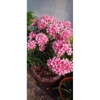 ราคา ต้นดอกยี่โถ #1 ต้น 99 บาท (24956952232)