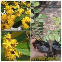 ราคา ขายต้น รวงผึ้ง ดอกสีเหลือง 1 ชุด ( บ้านแฮปปี้) (10503660310)