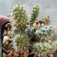 ราคา ต้นกระบองเพชร แคคตัส ยิมโน นวมนักมวย (6702495562)