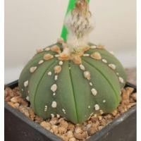 ราคา แอสโตรไฟตั้ม เว้า วี #แคสตัส castus astrophytum แอสโตร แอสโตรไฟตั้ม แอสโตรไฟตัม แอสโตรวี super (8379744889)