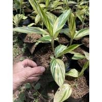 ราคา ข่าด่าง ไม้ลายสวย แบบด่าง 1 หน่อ (11512237953)