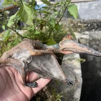 ราคา Papo Fengshen Pterodactyl จำลองโมเดลสัตว์ไดโนเสาร์เด็กอุปกรณ์เสริมความรู้ความเข้าใจของเล่นพลาสติก55073 (27666517486)