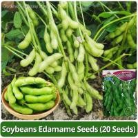 ราคา เมล็ดพันธุ์ ถั่วแระญี่ปุ่น บรรจุ 20 เมล็ด Edamame Seeds เอดามาเมะ เมล็ดถั่วแระญี่ปุ่น F1 เมล็ดพันธุ์ผัก ผักสวนครัว บอนไซ (28910459811)