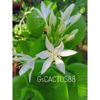 ราคา ต้นนางคุ้ม,ว่านนางคุ้ม,ผู้เฒ่าเฝ้าเรือน(กระถาง5นิ้ว) (8166691876)