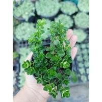 ราคา ต้นเกล็ดปลาช่อน สร้อยเงิน สร้อยทอง 2.5" (10366885211)