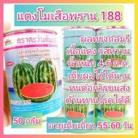 ราคา แตงโม เสือพราน 188 ขนาด 50 กรัม แตงโมลูกผสม ตะวันต้นกล้า เมล็ดพันธุ์แตงโม เมล็ดแตงโม (25757955888)