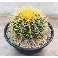 ราคา กระบองเพชร แคคตัส (Cactus) ถังทอง (Echinocactus grusonii Hildm) (6401193173)