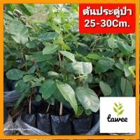 ราคา ต้นประดู่ป่า ประดู่ ไม้มงคล ไม้เศรษฐกิจ ต้นประดู่ (23428569347)