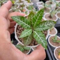 ราคา ต้นมะพร้าวทะเลทรายใบเงิน(Dorstenia Lancifolia) (7233761262)