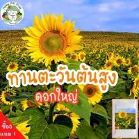 ราคา เมล็ดพันธุ์ ดอกทานตะวัน ทานตะวัน ทานตะวันต้นสูง Sun flower seed ต้นสูง ดอกใหญ่ 200 เมล็ด ปลูกดอกไม้ ขายดี (6166456297)