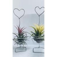 ราคา ทิลแลนเซีย ไม้ฟอกอากาศ (13841686995)