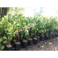 ราคา กิ่งพันธุ์มะนาว ไร้เมล็ด ตาฮิติ (12558493479)