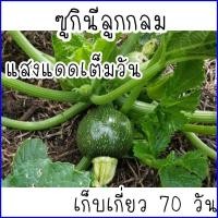 ราคา 5 เมล็ด เมล็ดพันธุ์ซูกินีลูกกลม ซูกินี่กลม (23639547991)
