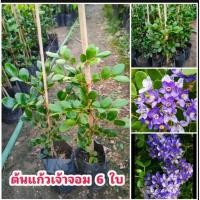 ราคา ต้นแก้วเจ้าจอมแบบ 6 ใบ ไม้มงคล ดอกพุ่มสวยสีม่วง (21957352739)