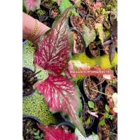 ราคา พระลักษณ์ดิษราชบอนเก่าหายาก (19314805826)