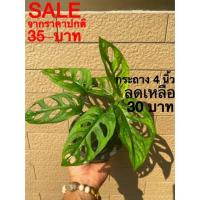 ราคา ต้นพลูฉลุพร้อมกระถาง4นิ้ว (11067309277)