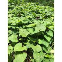 ราคา ยอดมันหวานญี่ปุ่นสายพันธุ์เบนิฮารุกะ สายพันธุ์เพอเพิ้ลสวีท (6444455493)