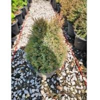 ราคา สนหอม / สนไล่ยุง กระถาง 12 นิ้ว (21873718713)