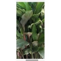 ราคา ว่านดอกทองมหาอุดมพร้อมปลูก (9583076524)