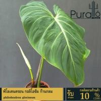 ราคา ฟิโลเดนดรอน กอลิโอซัม ก้านกลม philodendron gloriosum #philodendron #Rare #ต้นไม้ฟอกอากาศ (12516692333)