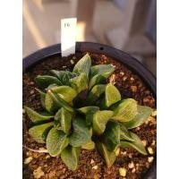 ราคา Haworthia #16 กระถาง4นิ้วทรงสูง (29069708044)
