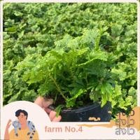 ราคา (ส่งไว)ต้นเฟิร์นกนกนารี กระถางใหญ่ 6 นิ้ว (18682227135)