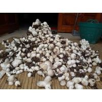 ราคา เชื้อเห็ดพร้อมเพาะ เชื้อเห็ดฟางหัวเชื้อคุณภาพ พร้อมเพาะ (28362329586)