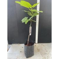 ราคา มะเดื่อฝรั่ง Fig พันธุ์ Saint Martin (27508231664)