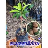 ราคา ละมุดสาลี่ยักษ์ 1 ต้น ลูกใหญ่ กลม รสชาติดี สินค้าพร้อมส่ง (7249917623)