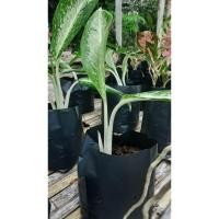 ราคา อโลมีนา คฑาทอง ไม้มงคล ไม้นำโชค ร่ำรวย ถุงเพาะชำพร้อมกระถาง 6 " จำนวน 1 ต้น (5683025061)