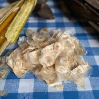 ราคา เมล็ดเพกาหรือลิ้นฟ้า พันธุ์พื้นเมือง ปลูกง่ายโตไว (5218047924)