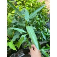 ราคา ต้นมั่งมี ต้นเฉียงพร้านางแอ ปลูกให้ร่มเงา มั่งมีเงินทอง สูง 15 cm ขึ้นไป เสียหายเคลมฟรี (24576421104)