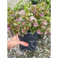 ราคา ผักสลัด ผักวอเตอร์เครสแดง ถุงแบบถุงเพาะชำ ปลูกในน้ำได้ ปลูกง่าย เก็บเกี่ยวเร็ว ผักน้ำ ผักสลัดประโยชน์เยอะ ผักที่ต้องปลูก (29606635124)