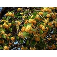 ราคา ต้นกันเกรา ไม้มงคล มีกลิ่นหอม (19532790478)